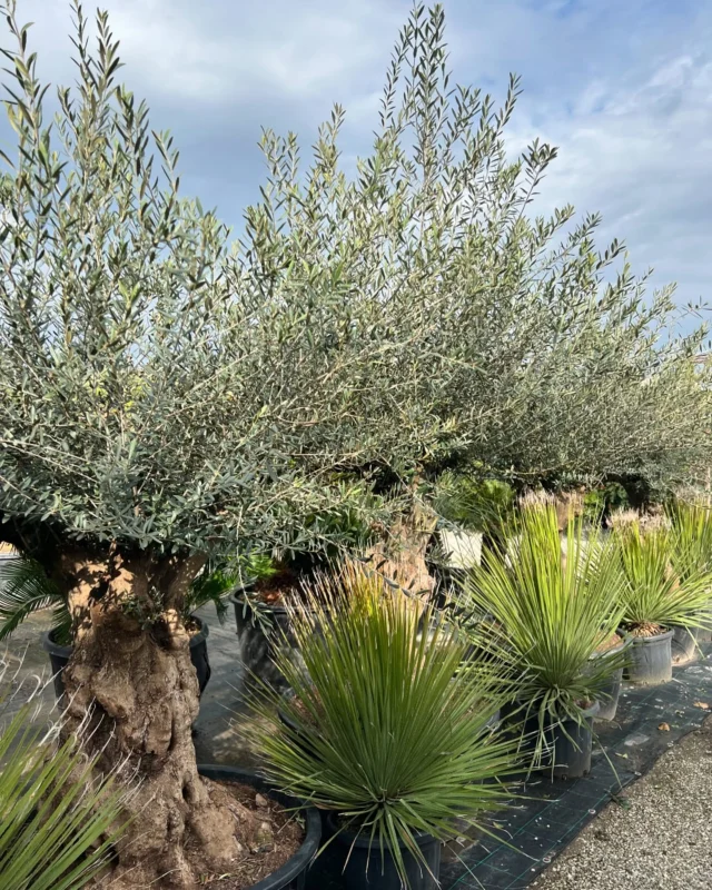 I colori della natura 🌿

#vivaigreengarden #plants #green #spring #newarrivals #olivetree