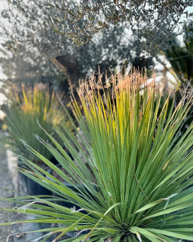 Dasylirion serratifolium 🌿

#vivaigreengarden #tropicalplant #gardendesign #plants #newarrivals