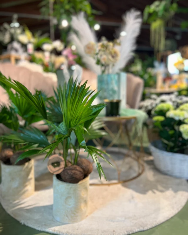 INDOOR PALM 
Se ami le palme ma vivi in appartamento, lei è la scelta perfetta🥥🌴!!

La Livistona Rotundifolia è una varietà speciale poiché si presta alle nostre latitudini ad essere tenuta all’interno.
Posizionatela nelle zone più luminose e calde della vostra casa e diventerà una meraviglia🤍

#indoorplantsdecor #livistonarotundifolia #greendesign #designweek