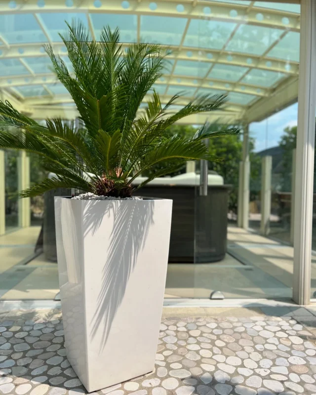 Design moderno, anima tropicale.🤍🌿🌴

Lasciati conquistare dall’eleganza essenziale dei nostri vasi bianchi: linee dritte, pulite, dal gusto contemporaneo che valorizzano ogni spazio outdoor. 

Abbinali alla Cycas, pianta tropicale resistente e scenografica, perfetta per dare un tocco esotico ai tuoi portici e terrazzi con l’arrivo dell’estate.

Disponibili in diverse misure e colorazioni, i nostri vasi si adattano a ogni stile e esigenza.

Hai bisogno di ispirazione o di una consulenza per arredare il tuo terrazzo? 
Contattaci! Progettiamo insieme il tuo angolo di verde ideale.

#outdoor #plants #cycas #tropicalplant